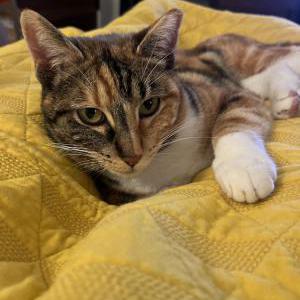 Image of Peggy, Lost Cat