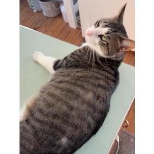 Image of Mintz, Lost Cat