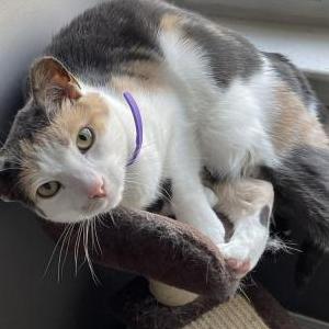 Image of Callie, Lost Cat