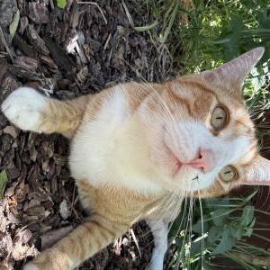 Image of Calcifer, Lost Cat