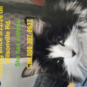 Image of August, Lost Cat