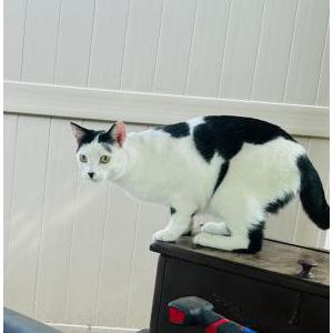 Image of Unknown, Found Cat