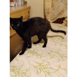 Image of Michael, Lost Cat
