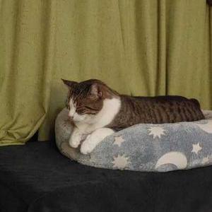 Image of Grayson, Lost Cat