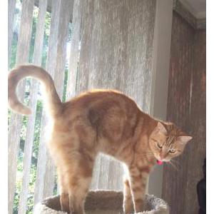 Image of Machu, Lost Cat