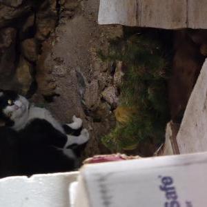 Image of Unknown, Found Cat