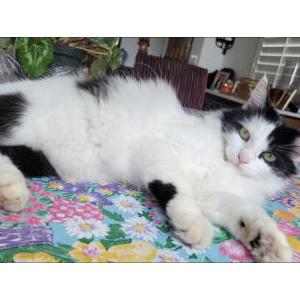 Image of Cookie, Lost Cat