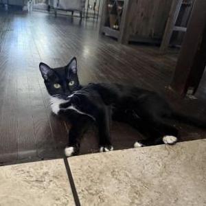 Image of Michi, Lost Cat