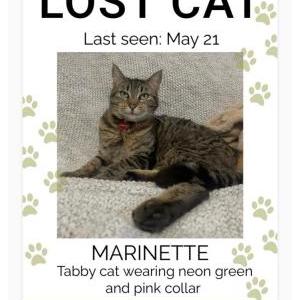 Image of Marinette, Lost Cat