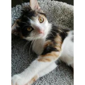 Image of Cookie, Lost Cat