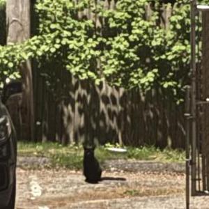 Image of Unknown, Found Cat