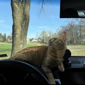 Image of avery, Lost Cat