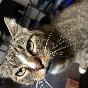 Image of Lyric, Lost Cat