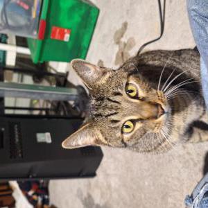 Image of Penny, Lost Cat