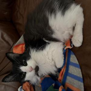 Image of Cookie, Lost Cat