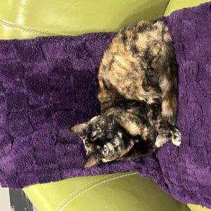 Image of Rimba, Lost Cat