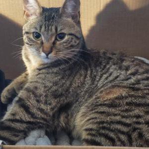Image of Saya, Lost Cat