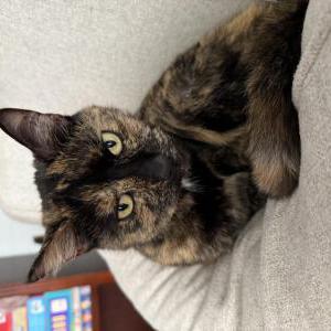 Image of Twix, Lost Cat