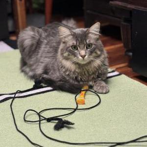 Image of Fonzy, Lost Cat