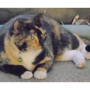 Image of Makani, Lost Cat