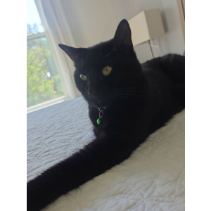 Lost Cat Salem