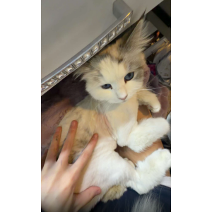 2nd Image of Lilly, Lost Cat