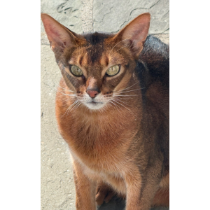 Image of Quincy, Lost Cat