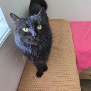 Image of Ripley, Lost Cat