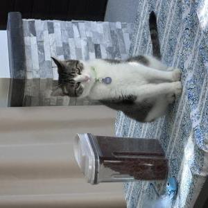 Image of Tiger Spur, Lost Cat