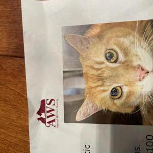 Image of Chance, Lost Cat