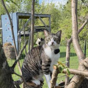 Image of Kluski, Lost Cat
