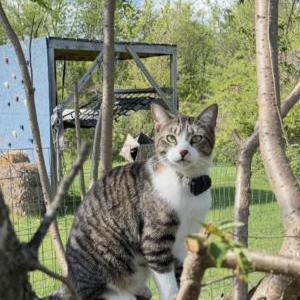 Image of Kluski, Lost Cat