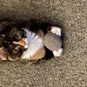 Image of Cocoa, Lost Cat