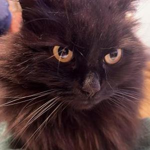 Image of Fluke, Lost Cat