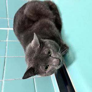 Image of Unknown, Found Cat