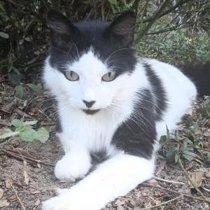 Image of Lills, Lost Cat
