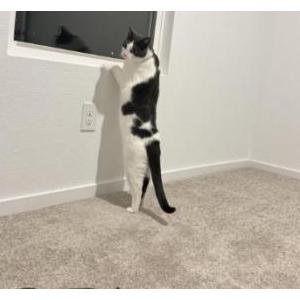 Image of Moshi, Lost Cat