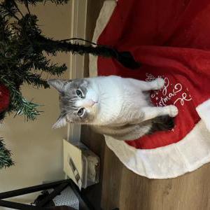 Image of Whiskers, Lost Cat