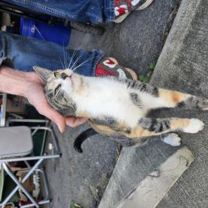 Image of Unknown, Found Cat
