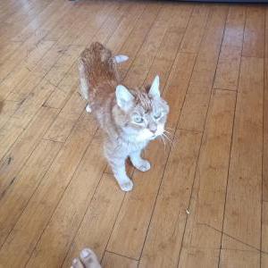 Image of peanut, Lost Cat