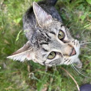 Image of Unknown, Found Cat