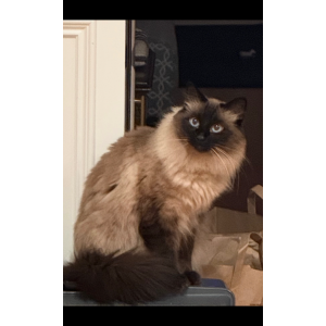 Image of Uno, Lost Cat