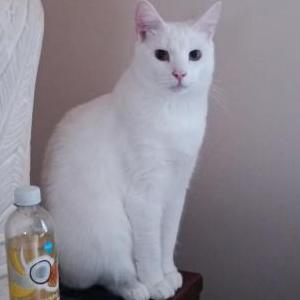 Image of Marshmallow, Lost Cat