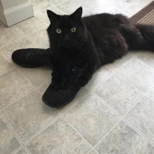 Image of Cesar, Lost Cat