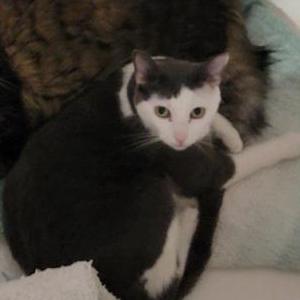 Image of Memphis, Lost Cat
