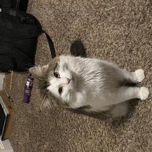 Lost Cat Storm
