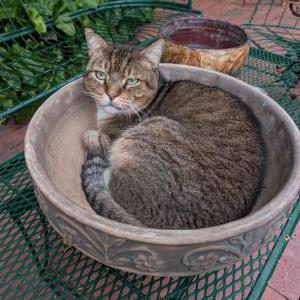 Image of Cinnamon, Lost Cat