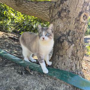 Image of Sal, Lost Cat