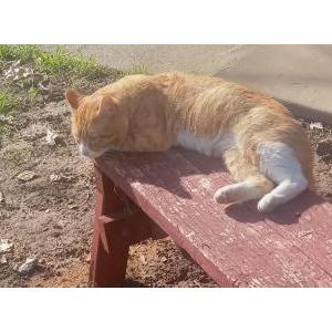 Image of Pete, Lost Cat