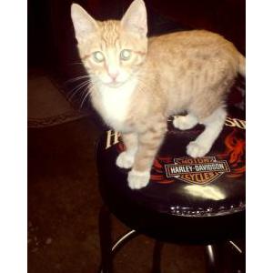 2nd Image of Pete, Lost Cat